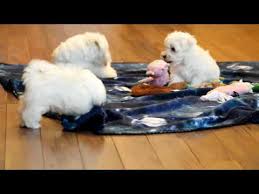 See more of maltese puppies need now homes on facebook. Craigslist Maltese Pups For Sale 06 2021