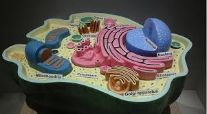 Griffiths b (1990) advances in animal cell immobilization technology. History Of Cell Biology 101 May 01 2017