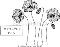 Red poppies poppy painting red flowers flower images poppy flower flower pictures flowers. Poppy Flower Drawing And Sketch With Black And White Line Art Canstock