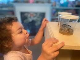 Playful Pioneers Preschool