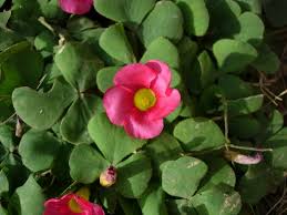 Image result for Oxalis obliquifolia