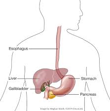 Image result for esophagus