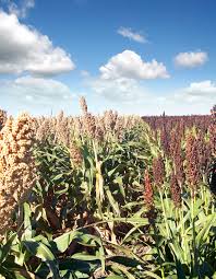 Image result for Sorghum