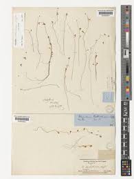 Image result for Utricularia scandens