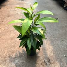 Image result for Ardisia