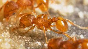 Stop an ant infestation today! Fire Ants Are Invading Hawaii So Helicopters Are Blasting Them With Birth Control