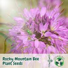 Image result for Cleome maculata