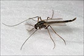 Midges are found (seasonally or otherwise) on practically every land area outside permanently arid deserts and the frigid zones. Midge Flies Town Of Gilbert Arizona