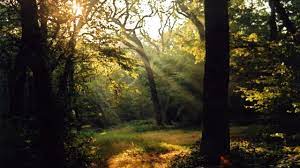 Epping forest on wn network delivers the latest videos and editable pages for news & events, including entertainment, music, sports, science and more, sign up and share your playlists. Epping Forest Naturschutzgebiet Wald Visitlondon Com