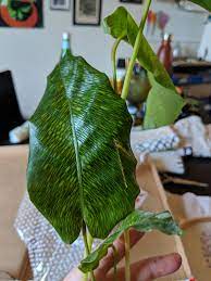 Calathea are some of the easiest plants to propagate. Got This Today Calathea Musaica Propagate One Dream Plant Down Houseplants