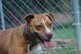 Our goal is to eliminate euthanasia by spaying or neutering. This Macon Animal Shelter Dog Needs Adoption Home Macon Telegraph