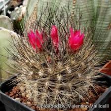 Image result for Neobolusia