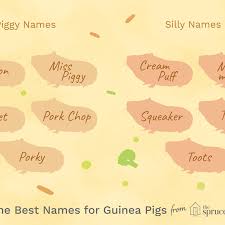 These names are short, one, two or three what could be cuter than marshmallow, cream puff or meringue? 100 Names For Pet Guinea Pigs