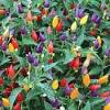 This item pepper, chilli, 20 seeds, bolivian rainbow chili pepper(c. 1