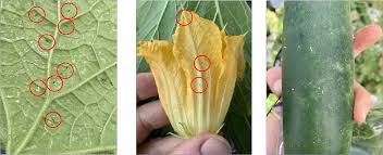 Image result for thrips damage on cucumber