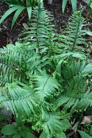 Dryopteris Uniformis Cristata In 2020 Dry Shade Plants Shade Plants Shade Garden