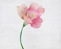 How to paint watercolor flowers procreate. Watercolor Wow Jae Johns