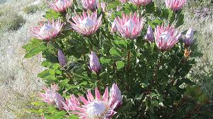 Check spelling or type a new query. Sun Loving Flowers The Guardian Nigeria News Nigeria And World News Saturday Magazine The Guardian Nigeria News Nigeria And World News