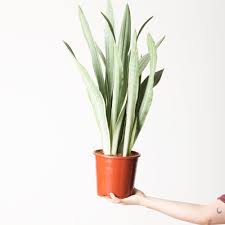 Image result for Sansevieria metallica