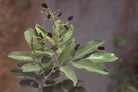 Image result for Dialium guineense