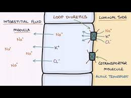 Image result for Loop Diuretic