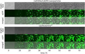 Transfection of animal cell lines. Live Cell Imaging To Compare The Transfection And Gene Silencing Efficiency Of Calcium Phosphate Nanoparticles And A Liposomal Transfection Agent Gene Therapy