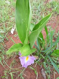 Image result for Siphonochilus