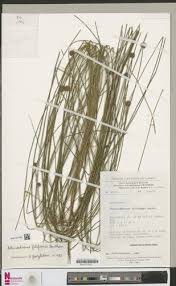 Image result for Bulbostylis scabricaulis