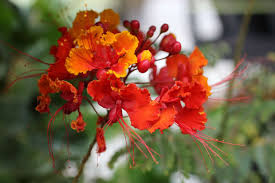 Image result for Caesalpinia rubra