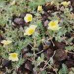 Image result for Tribulus zeyheri