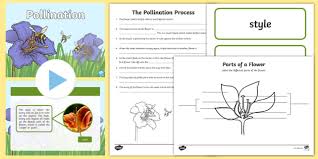 It seems a bit counterintuitive for a flower to evolve a pollen chastity belt that can only be opened by bees capable of vibrating at a specific frequency. Ks2 Pollination Lesson Teaching Pack Teacher Made