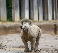 This second oldest zoo in the u.s., considered one of the best in the country, is most renowned for its endangered species and birthing programs, particularly for gorillas and white tigers, and has a wonderful collection of felines and a delightful manatees exhibit. Zoo Babies Month Begins At Cincinnati Zoo Whio Tv 7 And Whio Radio