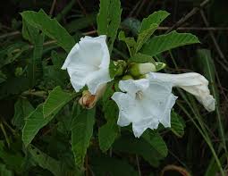Image result for Ipomoea prismatosyphon