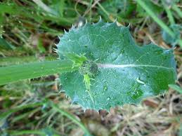 Image result for Sonchus asper