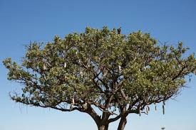 Image result for Glenniea africana