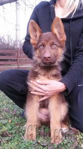 Some breeders thought that another male had gotten to their female and the resulting brown looking puppy was a mutt. Chocolate Liver German Shepherd Dog Puppies Puppies For Sale Dogva Com