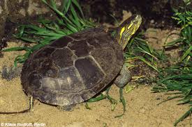 Fossils show that the painted turtle existed 15 million years ago. Image Chrysemys Picta Marginata Midland Painted Turtle Biolib Cz