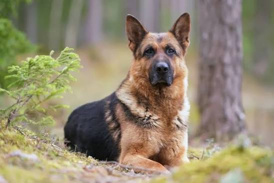 Dog Lifespan Adopt A German Shepherd Police Dog Best Police Dog Breeds Delmarva K9