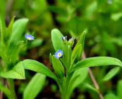 Image result for Cystostemon