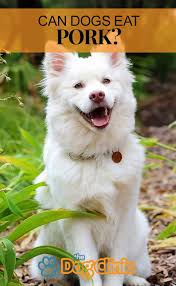 The beans themselves are usually safe for dogs, and tomatoes are also ok for dogs in small amounts. Is Pork Bad For Dogs Yes Or No Thedogclinic Com