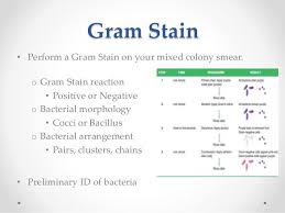 Clinical Microbiology Microbiology Microbiology Study Dna Technology