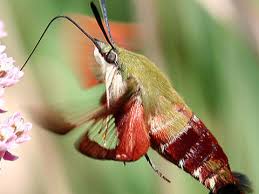 Check spelling or type a new query. Hummingbird Clearwing Hemaris Thysbe Fabricius 1775 Butterflies And Moths Of North America