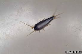 Termite and pest control in the mountainside, nj area. Silverfish 10 Tips To Keep Your South Jersey Home Silverfish Free South Jersey Termite Pest Control Ab Con Exterminators