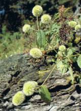 Image result for Cyathula orthacantha