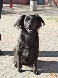 Image result for flat coated retrívr