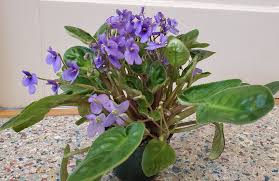 Image result for Saintpauliopsis