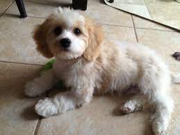 Cavachon Grooming Google Search Cavachon Puppies Dog Grooming Tips Cavachon