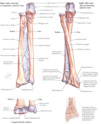 Elbow And Wrist Joint Including Fascia Radius And Ulna Pronation Massage Therapy