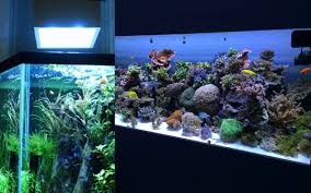 Aquarium Lights Lighting Which To Choose Fish Beginner Aquarium Information And Help