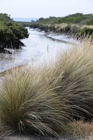 Image result for Aristida stipoides